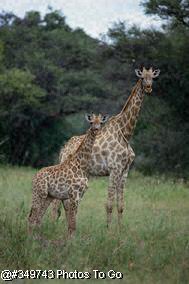 Giraffe