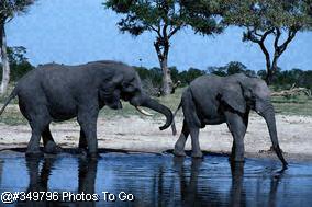 African elephants