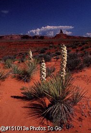 Yucca in bloom